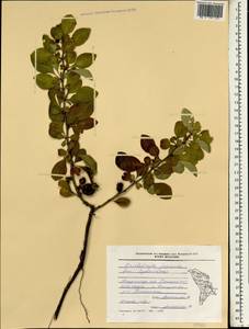 Rhaphiolepis bibas (Lour.) Galasso & Banfi, Зарубежная Азия (ASIA) (Молдавия)