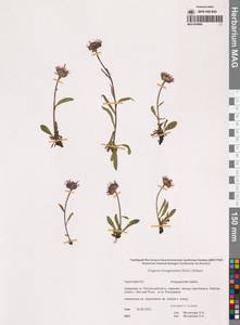 Erigeron alpicola (Makino) Makino, Сибирь, Чукотка и Камчатка (S7) (Россия)