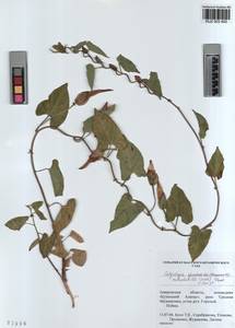 KUZ 003 452, Calystegia pellita subsp. pellita, Сибирь, Алтай и Саяны (S2) (Россия)
