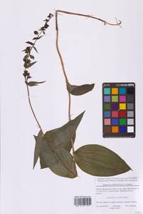 Дремлик широколистный, Дремлик чемерицевый (L.) Crantz, Восточная Европа, Московская область и Москва (E4a) (Россия)