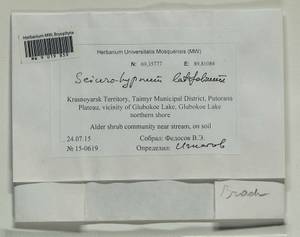 Sciuro-hypnum latifolium (Kindb.) Ignatov & Huttunen, Гербарий мохообразных, Мхи - Красноярский край, Тыва и Хакасия (B17) (Россия)