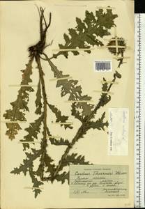 Чертополох поникший L., Восточная Европа, Центральный лесостепной район (E6) (Россия)