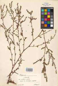 Спорыш, Восточная Европа, Московская область и Москва (E4a) (Россия)