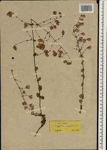 Origanum sipyleum L., Зарубежная Азия (ASIA) (Турция)
