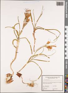 Iridaceae, Зарубежная Азия (ASIA) (Турция)
