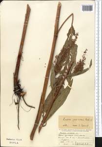 Rumex patientia subsp. tibeticus (Rech. fil.) Rech. fil., Средняя Азия и Казахстан, Северный и Центральный Тянь-Шань (M4) (Киргизия)