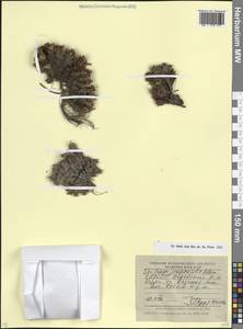 Камнеломка можжевельниколистная Adams, Кавказ, Северная Осетия, Ингушетия и Чечня (K1c) (Россия)