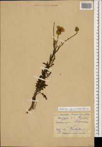 Амбербоа сизая (Willd.) Grossh., Кавказ, Дагестан (K2) (Россия)