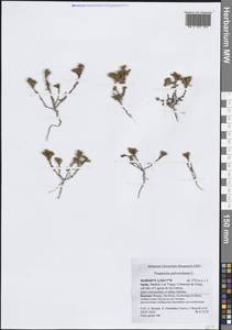 Франкения припудренная L., Западная Европа (EUR) (Испания)