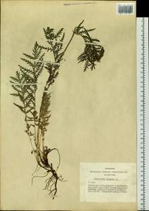 Пижма обыкновенная, Дикая рябинка L., Сибирь, Алтай и Саяны (S2) (Россия)