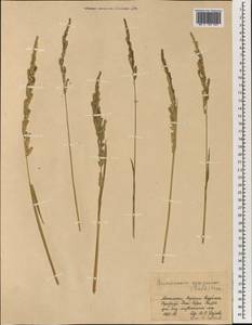 Бекмания восточная (Steud.) Fernald, Монголия (MONG) (Монголия)