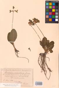 Первоцвет высокий, Западная Европа (EUR) (Румыния)