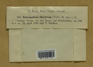 Scleropodium touretii (Brid.) L.F. Koch, Гербарий мохообразных, Мхи - Западная Европа (BEu) (Франция)