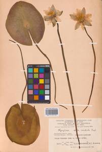 Кувшинка белоснежная C.Presl, Восточная Европа, Московская область и Москва (E4a) (Россия)