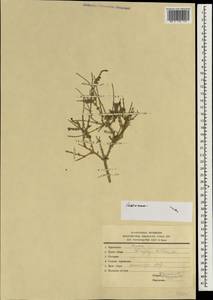 Lamiaceae, Зарубежная Азия (ASIA) (Иран)