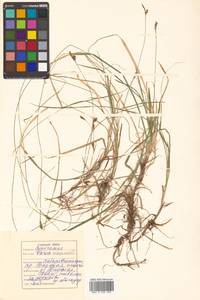 Осока сабинская (Less. ex Kunth) Kük., Сибирь, Дальний Восток (S6) (Россия)