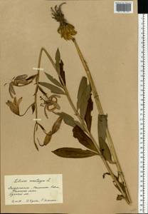 Лилия саранка L., Восточная Европа, Западно-Украинский район (E13) (Украина)