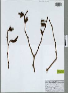 Орешник обыкновенный, Лещина обыкновенная L., Восточная Европа, Центральный район (E4) (Россия)