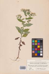 Crepidiastrum denticulatum subsp. denticulatum, Сибирь, Дальний Восток (S6) (Россия)