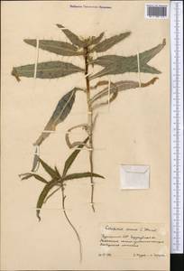 Cousinia annua C. Winkl., Средняя Азия и Казахстан, Каракумы (M6) (Туркмения)