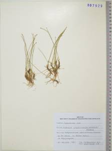 KHA7929, Carex simpliciuscula Wahlenb., Сибирь, Дальний Восток (S6) (Россия)
