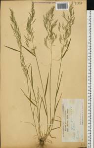 Метлица обыкновенная (L.) P.Beauv., Восточная Европа, Центральный лесостепной район (E6) (Россия)