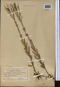 Кипрей мелкоцветковый Schreb., Средняя Азия и Казахстан, Северный и Центральный Тянь-Шань (M4) (Киргизия)