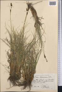 Carex haematostoma Nees, Средняя Азия и Казахстан, Памир и Памиро-Алай (M2) (Таджикистан)