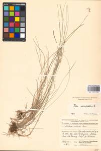 Мятлик дубравный L., Восточная Европа, Молдавия (E13a) (Молдавия)
