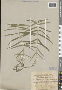 Rabelera holostea (L.) M.T.Sharples & E.A.Tripp, Восточная Европа, Центральный лесной район (E5) (Россия)