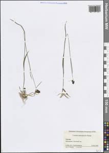 Ожика узколистная Steud., Кавказ, Грузия (K4) (Грузия)