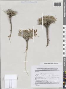 Astragalus chomutovii B. Fedtsch., Средняя Азия и Казахстан, Памир и Памиро-Алай (M2) (Таджикистан)