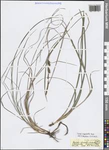 Carex flacca subsp. erythrostachys (Hoppe) Holub, Кавказ, Черноморское побережье (от Новороссийска до Адлера) (K3) (Россия)