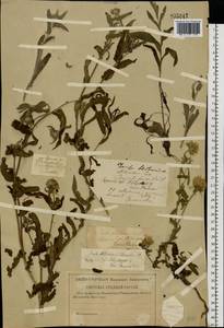 Pentanema britannicum (L.) D.Gut.Larr., Santos-Vicente, Anderb., E.Rico & M.M.Mart.Ort., Восточная Европа, Средневолжский район (E8) (Россия)