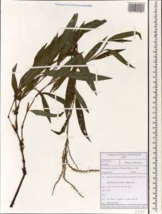 Persicaria odorata subsp. conspicua (Nakai) Yonek., Зарубежная Азия (ASIA) (Республика Корея)