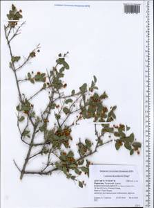 Жимолость Королькова Stapf, Средняя Азия и Казахстан, Западный Тянь-Шань и Каратау (M3) (Киргизия)