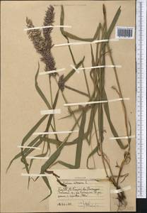 Перловник высокий L., Средняя Азия и Казахстан, Западный Тянь-Шань и Каратау (M3) (Узбекистан)