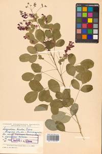 Леспедеца двуцветная Turcz., Сибирь, Дальний Восток (S6) (Россия)