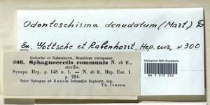 Odontoschisma denudatum (Mart.) Dumort., Гербарий мохообразных, Мхи - Западная Европа (BEu) (Дания)
