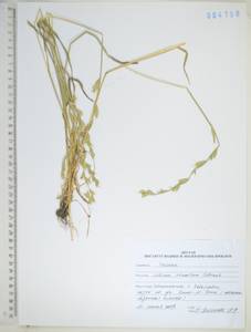 KHA4198, Плевел расставленный Schrank, Сибирь, Дальний Восток (S6) (Россия)