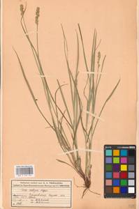 Осока колосистая, Восточная Европа, Московская область и Москва (E4a) (Россия)