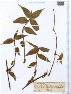 Коммелина, Африка (AFR) (Эфиопия)