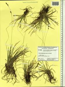 Осока сабинская (Less. ex Kunth) Kük., Сибирь, Центральная Сибирь (S3) (Россия)