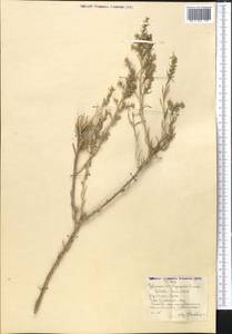 Collinosalsola laricifolia (Turcz. ex Litv.), Средняя Азия и Казахстан, Сырдарьинские пустыни и Кызылкумы (M7) (Узбекистан)