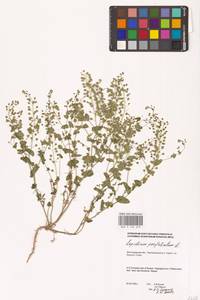 Клоповник пронзеннолистный L., Восточная Европа, Нижневолжский район (E9) (Россия)
