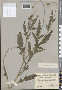 Мак самосейка L., Восточная Европа, Северо-Западный район (E2) (Россия)