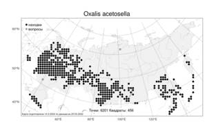 Oxalis acetosella, Кислица обыкновенная L., Атлас флоры России (FLORUS) (Россия)