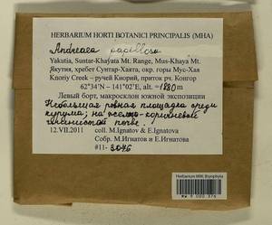Andreaea rupestris var. papillosa (Lindb.) Podp., Гербарий мохообразных, Мхи - Якутия (B19) (Россия)