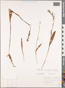 Любка комарниковая (L.f.) Lindl., Сибирь, Дальний Восток (S6) (Россия)