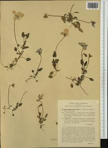 Viola pseudogracilis Strobl, Западная Европа (EUR) (Италия)